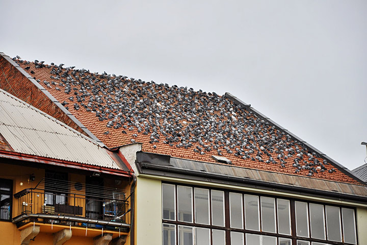 A2B Pest Control are able to install spikes to deter birds from roofs in Ipswich. 