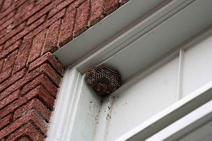 We provide a wasp nest removal service for domestic and commercial properties in Ipswich.